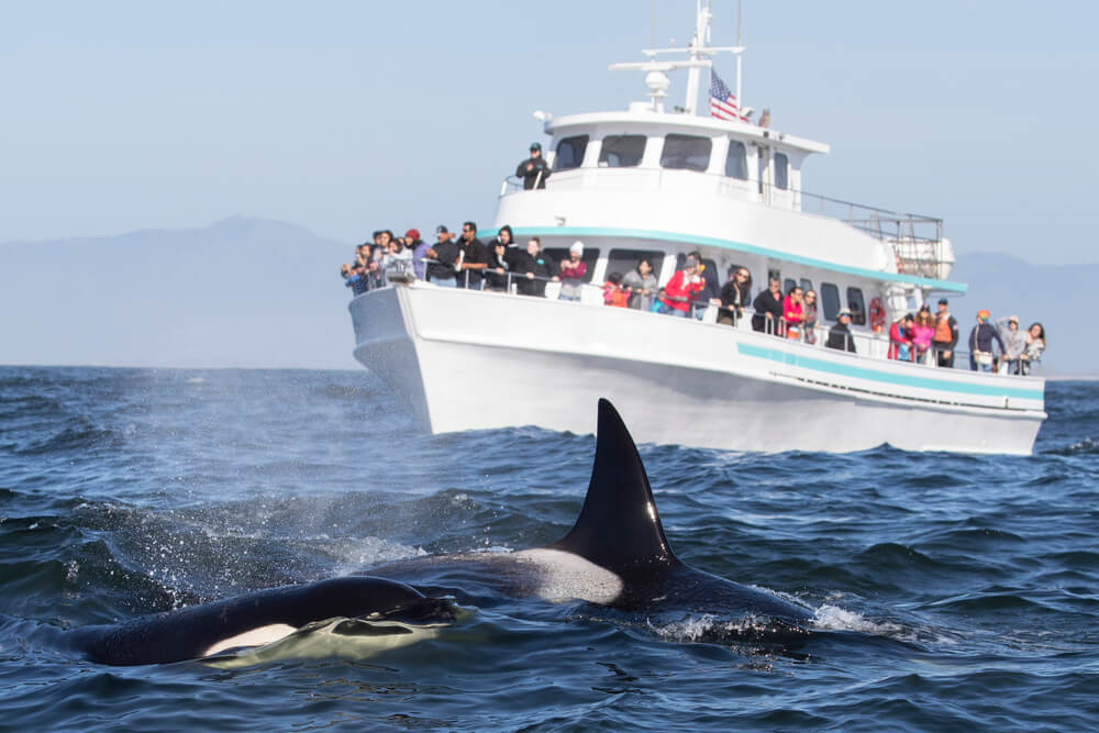 Several passengers aboard a medium-sized boat ship enjoy a whale watching adventure off the coast of San Juan Island, Washington.