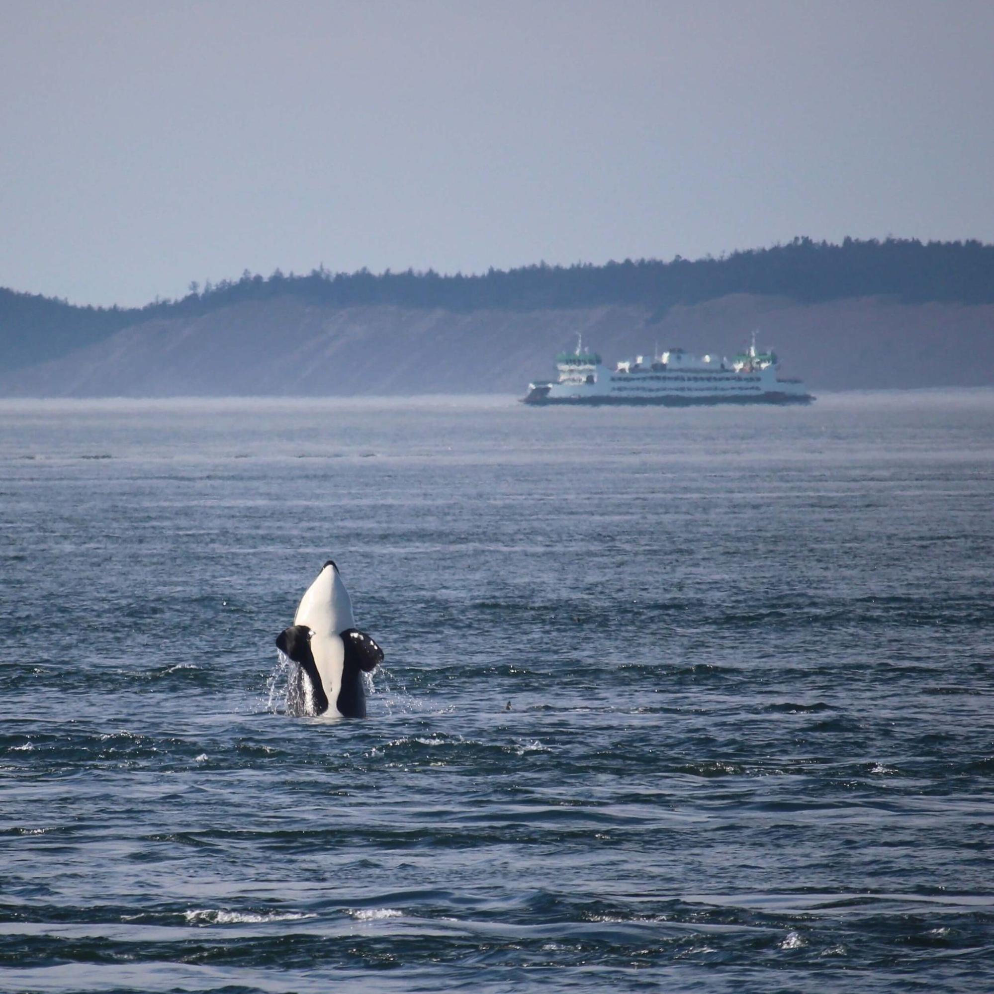 An orca whale breaches the ocean during whale watching season amid the San Juan Islands.